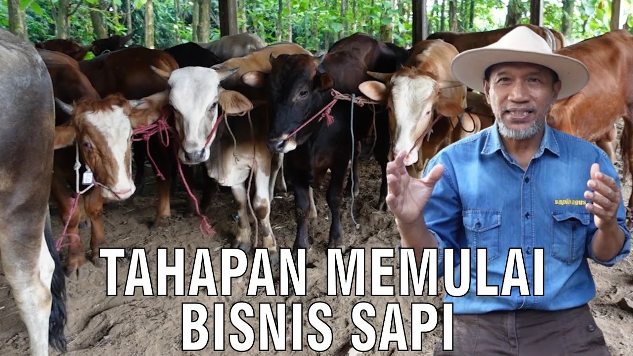 
                                 Tahapan-Memulai-Bisnis-Sapi